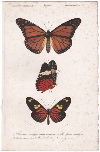 Viceroy Butterfly